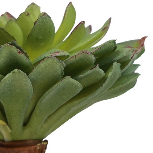Floristik24 Soczysta Echeveria Sztuczna zielona roślina zielona Ø6cm 10,5cm