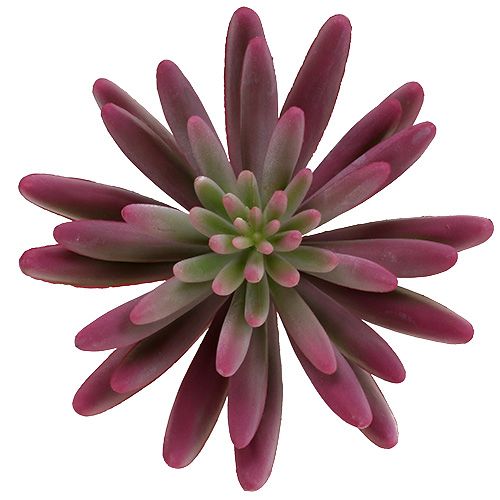 Floristik24 Sukulent 15cm Fioletowy