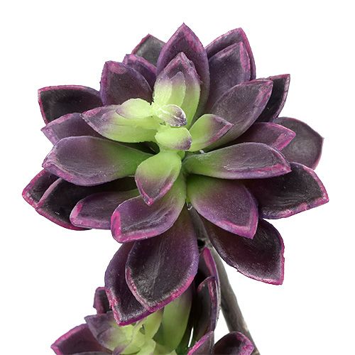 Floristik24 Sukulent ciemny fioletowo-szary Ø7cm, Ø10cm H30cm