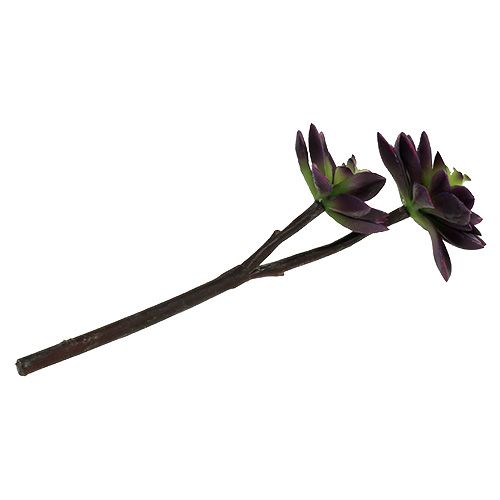 Floristik24 Sukulent ciemny fioletowo-szary Ø7cm, Ø10cm H30cm