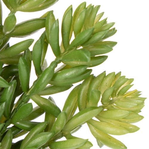 Produkt Sztuczny sukulent do aranżacji pomieszczeń mieszkalnych i biurowych wymagających niewielkiej pielęgnacji, 15 cm, 5 sztuk