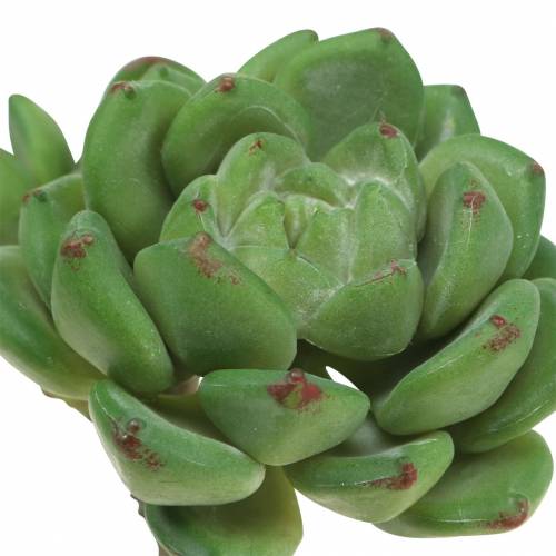 Produkt Sukulent Echeveria sztuczny Zielony W15cm