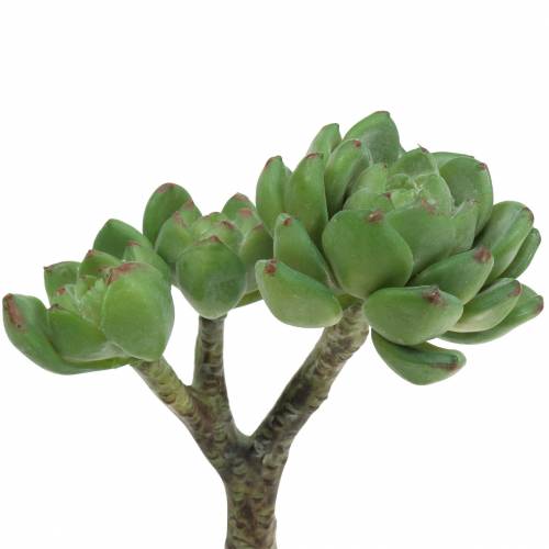 Produkt Sukulent Echeveria sztuczny Zielony W15cm