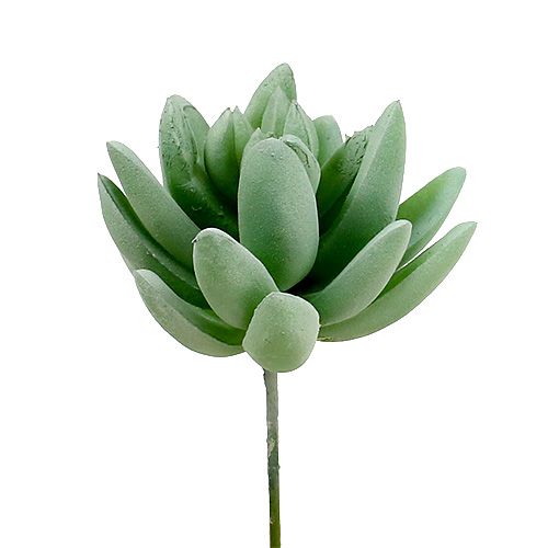 Produkt Soczysta Echeveria Ø6,5cm D11cm 6 szt
