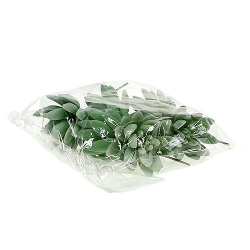 Produkt Soczysta Echeveria Ø6,5cm D11cm 6 szt