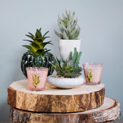 Floristik24 Soczysty w doniczce 17cm Zielony