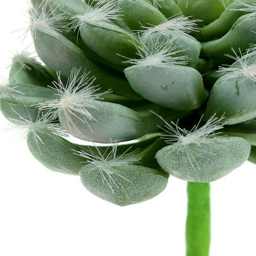Floristik24 Sukulent zielony Ø8,5cm L13cm