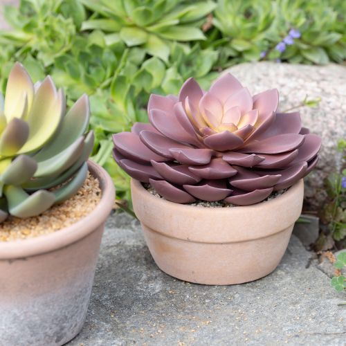 Produkt Sukulent w doniczce Echeveria sztuczna czerwona Ø15cm