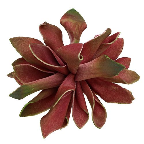 Floristik24 Sukulenty Ciemnoczerwone Ø10cm 12szt.