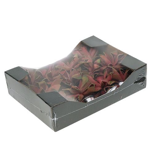 Floristik24 Sukulenty Ciemnoczerwone Ø10cm 12szt.