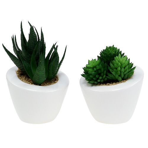 Floristik24 Sukulenty mix w doniczce 9cm - 11cm 3szt.
