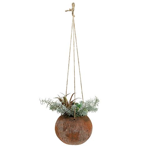Floristik24 Soczysta zieleń w doniczce do powieszenia 24cm