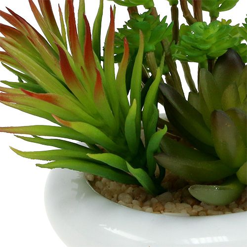 Floristik24 Sukulenty w doniczce Ø12cm W11cm 1szt