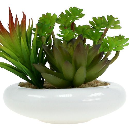 Floristik24 Sukulenty w doniczce Ø12cm W11cm 1szt