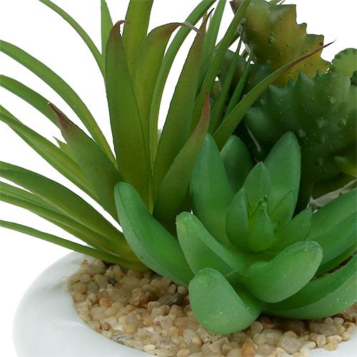 Floristik24 Sukulenty w doniczce ceramicznej Ø12cm