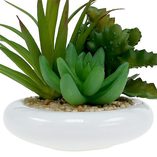 Floristik24 Sukulenty w doniczce ceramicznej Ø12cm