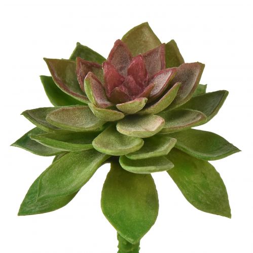 Produkt Róża Kamienna Sukulenta 6cm Zielona 6 szt