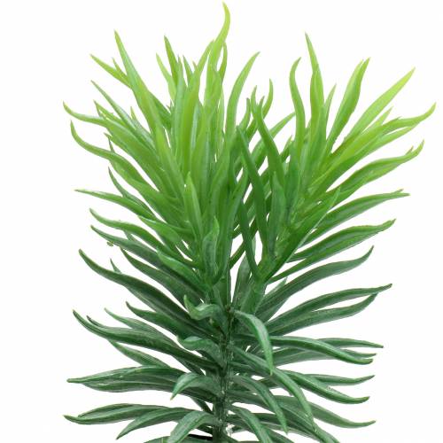 Floristik24 Sukulent Senecio Ragwort Zielony 20cm