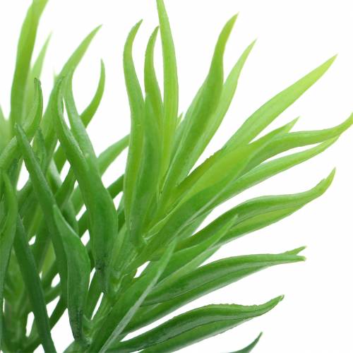 Floristik24 Sukulent Senecio Ragwort Zielony 20cm