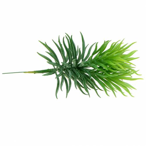Floristik24 Sukulent Senecio Ragwort Zielony 20cm