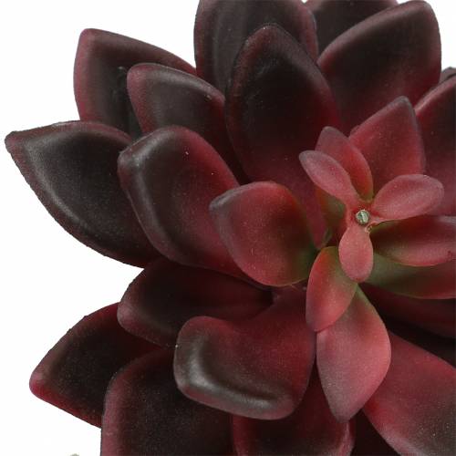Floristik24 Sukulent domowy burgundowy 12cm