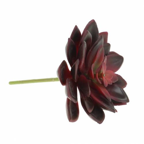 Floristik24 Sukulent domowy burgundowy 12cm