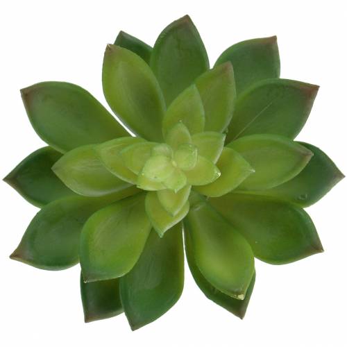 Produkt Succulent Houseleek Zielony 14cm