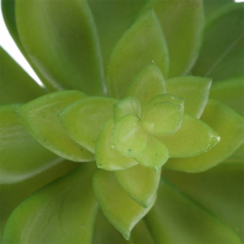 Produkt Succulent Houseleek Zielony 14cm