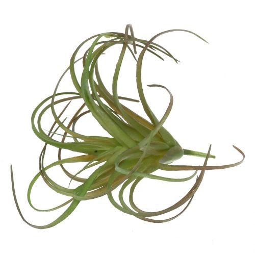 Floristik24 Tillandsia różne 8cm 3szt