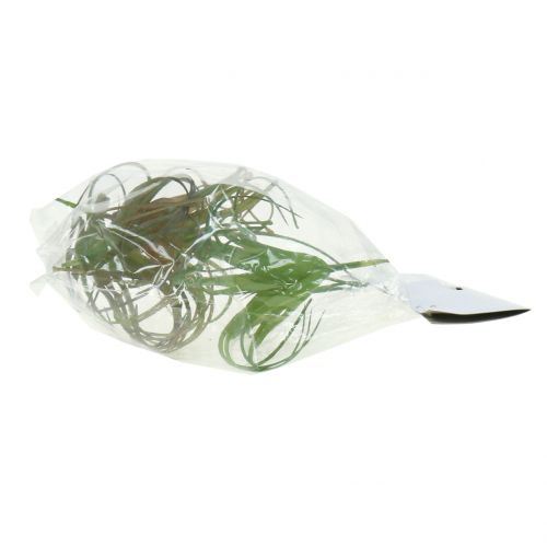 Floristik24 Tillandsia różne 8cm 3szt