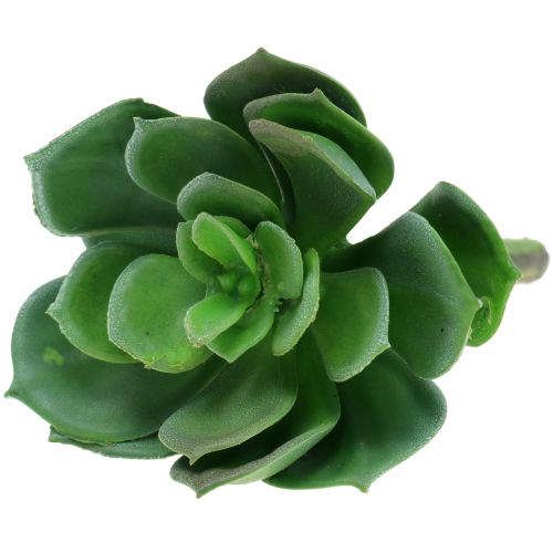 Floristik24 Sukulenty posortowane 11cm 3szt