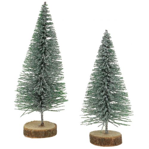 Floristik24 Jodła srebrna 8cm 24 szt