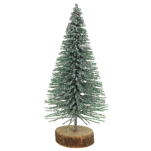 Floristik24 Jodła srebrna 8cm 24 szt