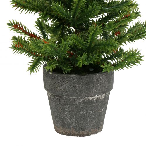 Floristik24 Drzewko jodłowe w doniczce zielone 23cm