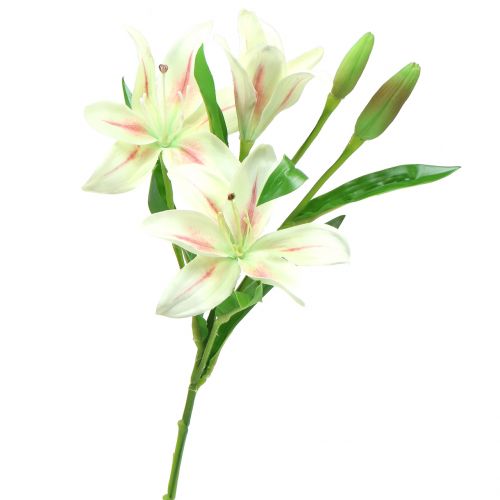Floristik24 Kremowa Lilia Tygrysia 60cm