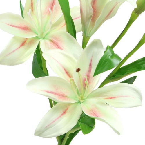 Floristik24 Kremowa Lilia Tygrysia 60cm