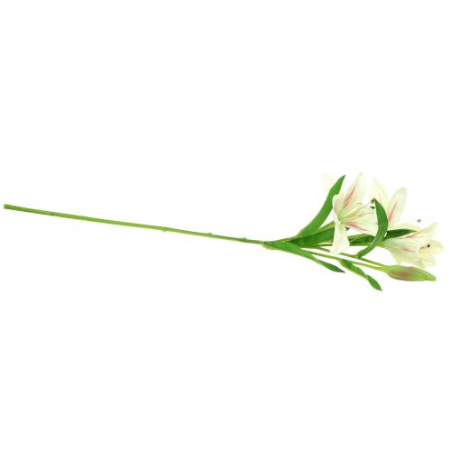 Floristik24 Kremowa Lilia Tygrysia 60cm