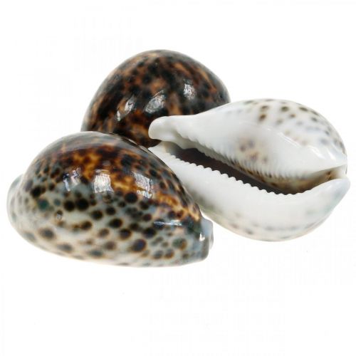 Floristik24 Cypraea tigris ślimak tygrysi naturalny 7cm - 8cm 11 szt
