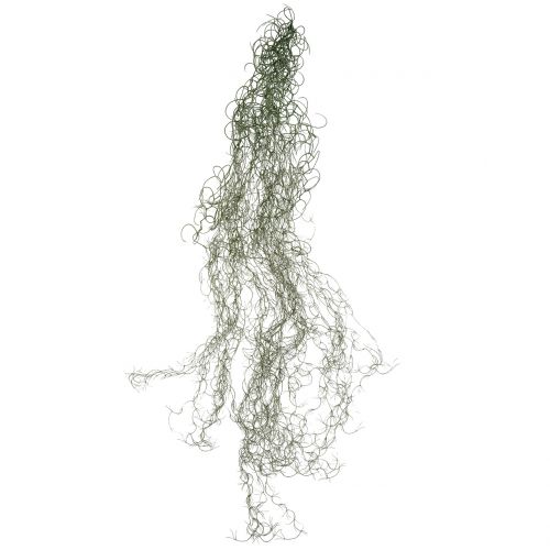 Floristik24 Tillandsia sztuczna szara 130cm