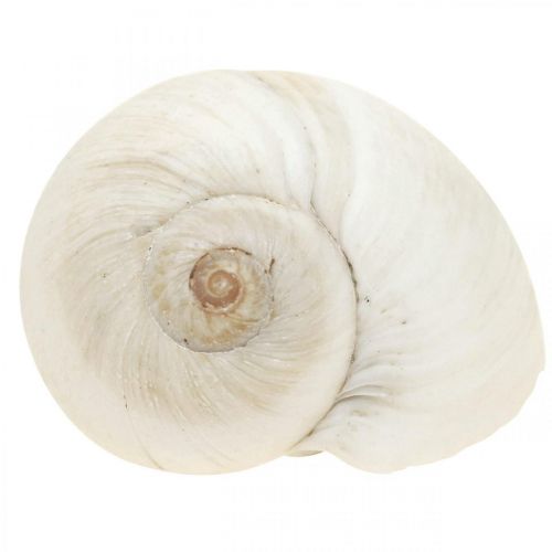 Floristik24 Dekoracja stołu marynistyczna, puste muszle ślimaków białe 3-4,5cm 500g