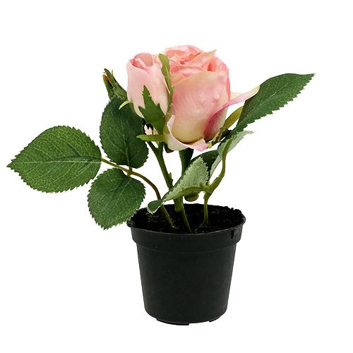 Floristik24 Dekoracja stołu róża w doniczce jasnoróżowa 14cm