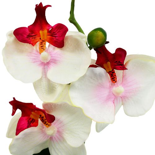 Floristik24 Dekoracja stołu Orchidea w doniczce kremowa H29cm