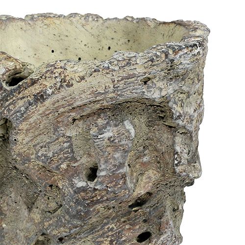 Floristik24 Doniczka jako pień drzewa Ø10,5cm H12cm 2szt.