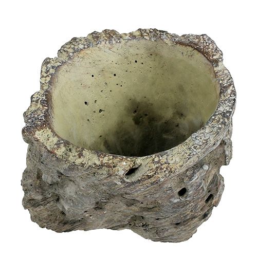 Floristik24 Doniczka jako pień drzewa Ø10,5cm H12cm 2szt.