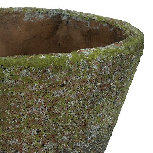 Floristik24 Doniczka do sadzenia Ø12cm H11cm 2szt.