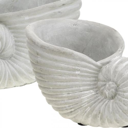 Floristik24 Muszle do sadzenia, dekoracja morska, doniczka Nautilus beton dł.15cm wys.9,5cm 2szt