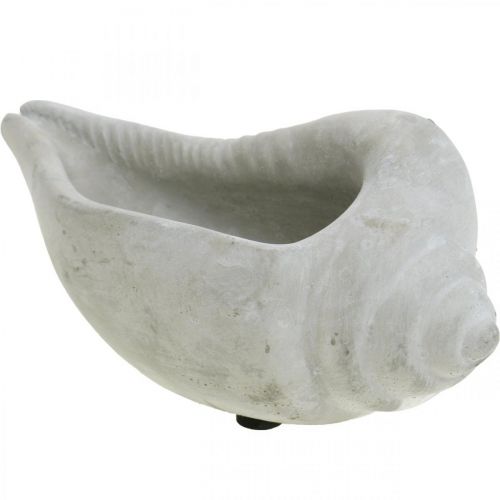 Floristik24 Doniczka z muszli, miska na rośliny muszla ślimaka, dekoracja z betonu morskiego L17cm H7.5cm 3 sztuki