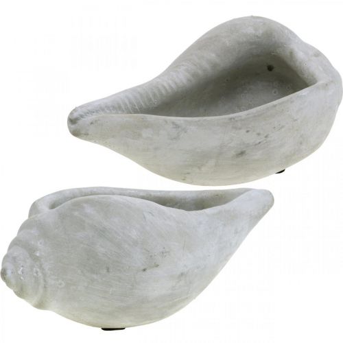 Floristik24 Doniczka z muszli, miska na rośliny muszla ślimaka, dekoracja z betonu morskiego L17cm H7.5cm 3 sztuki