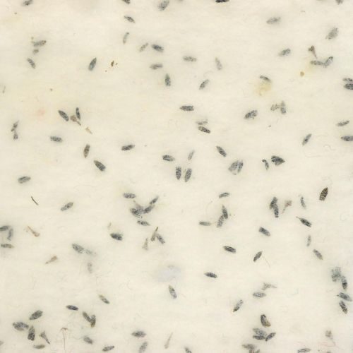Floristik24 Wstążka filcowa z kwiatami lawendy, wstążka dekoracyjna, wstążka doniczkowa, filc wełniany kremowobiały 15cm 5m