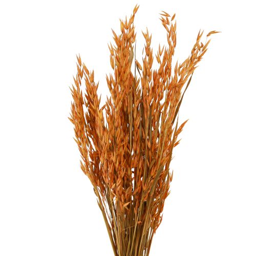 Floristik24 Dry Deco Owsianka Deco w kolorze Pomarańczowym L64cm 70-75g 2szt